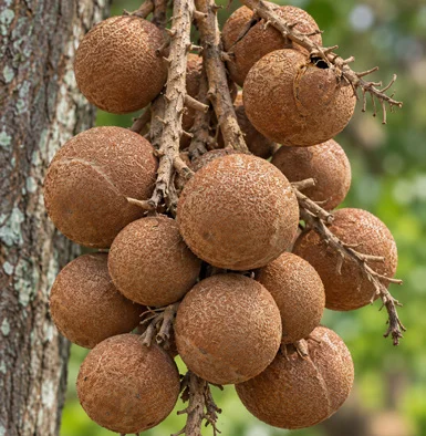Shorea robusta fruit / seeds