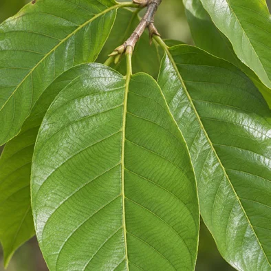 Shorea robusta leaves