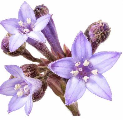 Spermadictyon suaveolens flower