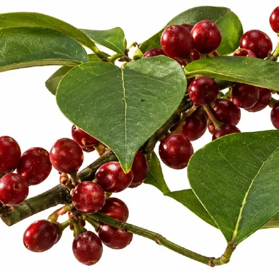 Spermadictyon suaveolens fruit / seeds