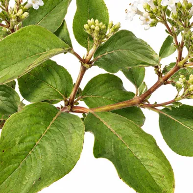 Spermadictyon suaveolens leaves