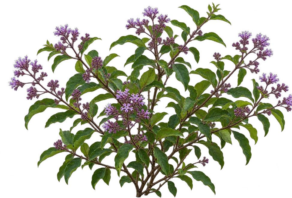 Forest Champa
