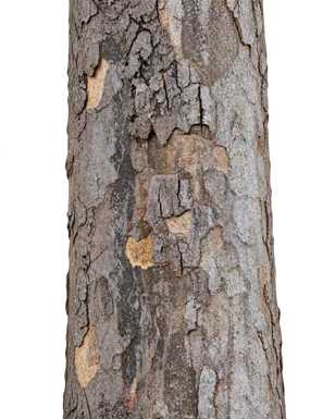 Sterculia foetida bark