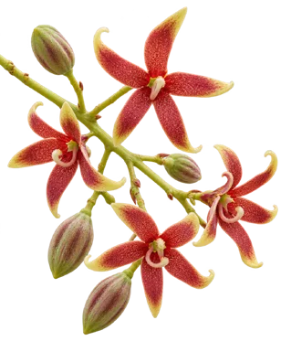 Sterculia foetida flower
