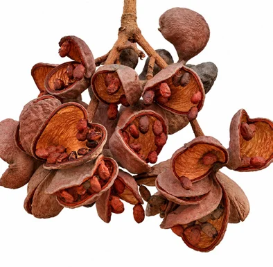 Sterculia foetida fruit / seeds