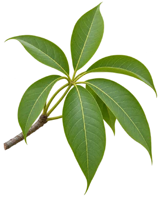 Sterculia foetida leaves