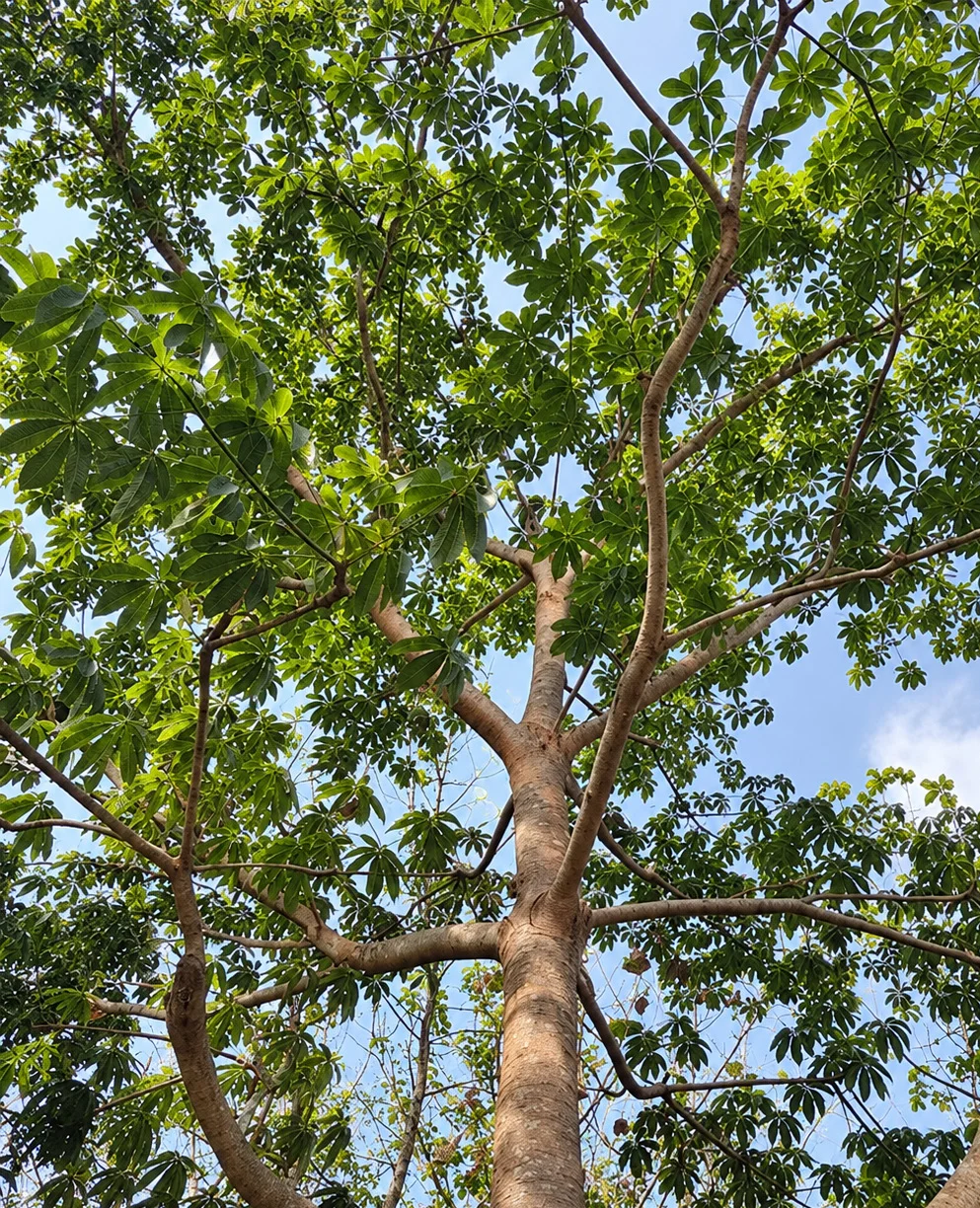 Wild Indian Almond