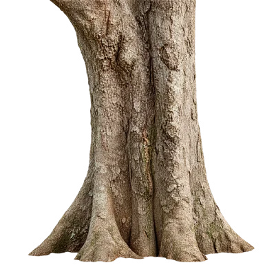 Sterculia guttata bark