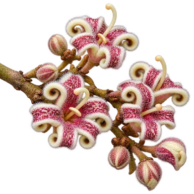 Sterculia guttata flower
