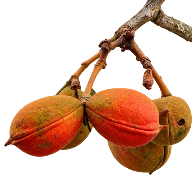 Sterculia guttata fruit / seeds