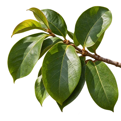 Sterculia guttata leaves