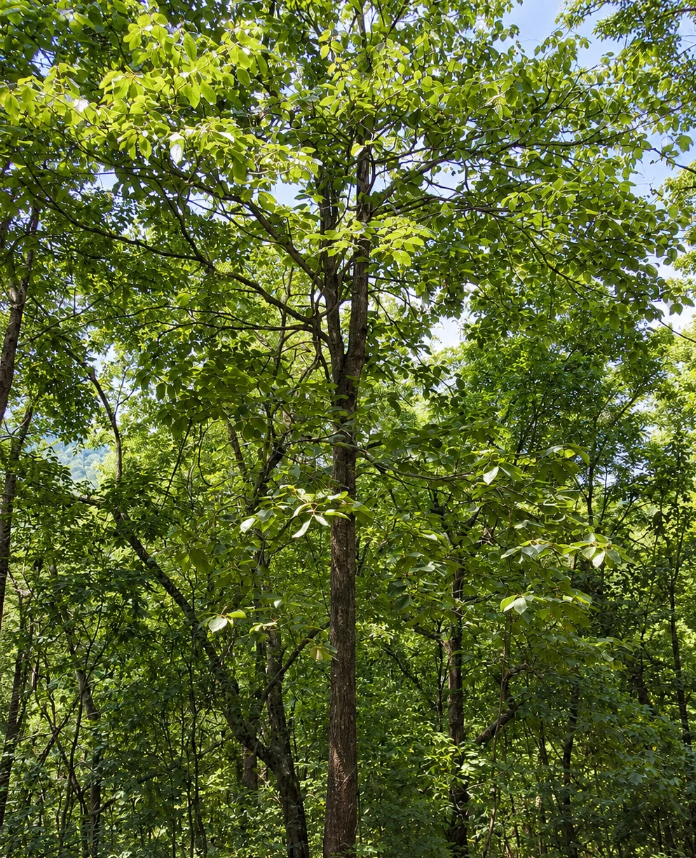 Spotted Sterculia