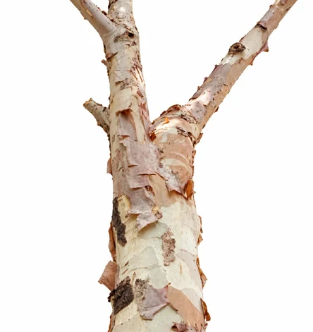 Sterculia urens bark