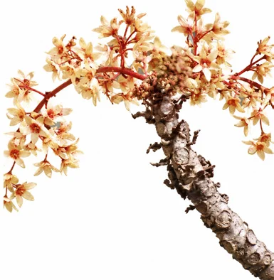 Sterculia urens flower