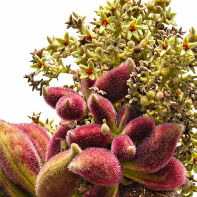 Sterculia urens fruit / seeds