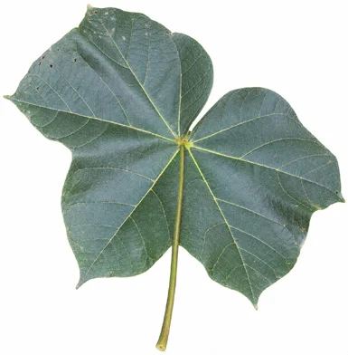Sterculia urens leaves
