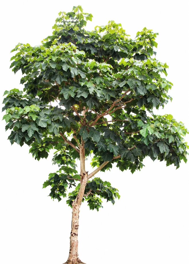Indian Ghost Tree
