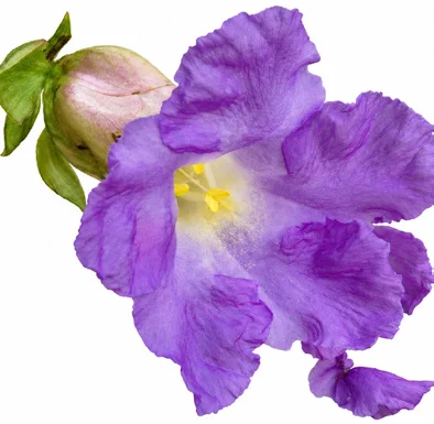 Strobilanthes callosa flower