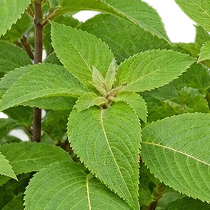 Strobilanthes callosa fruit / seeds