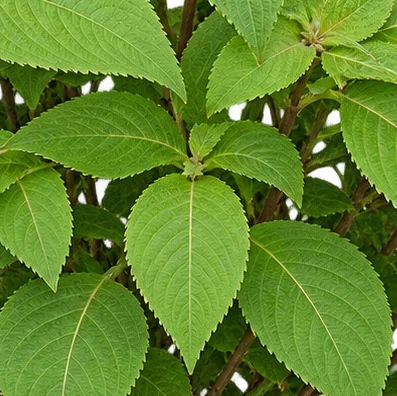 Strobilanthes callosa leaves