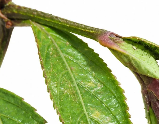 Strobilanthes ciliata bark