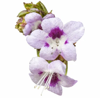 Strobilanthes ciliata flower