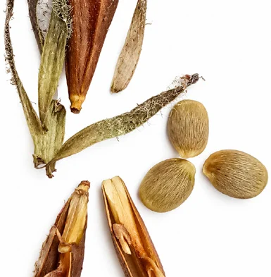 Strobilanthes ciliata fruit / seeds