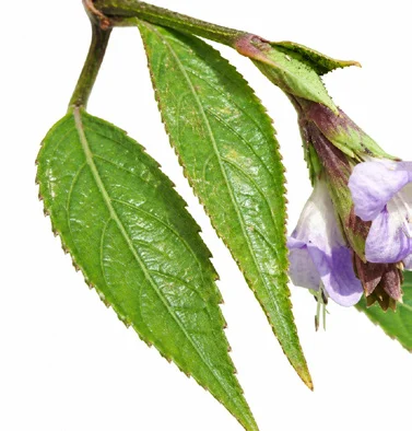 Strobilanthes ciliata leaves