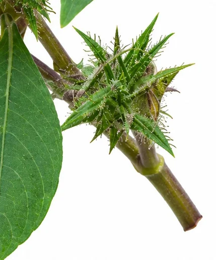 Strobilanthes integrifolia bark