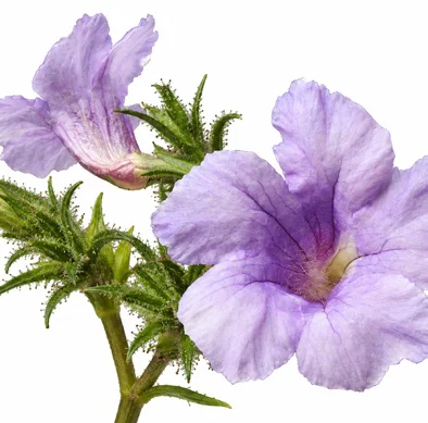 Strobilanthes integrifolia flower