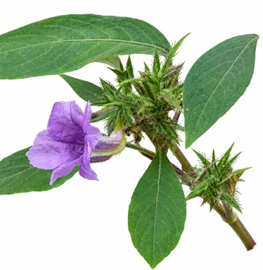 Strobilanthes integrifolia fruit / seeds