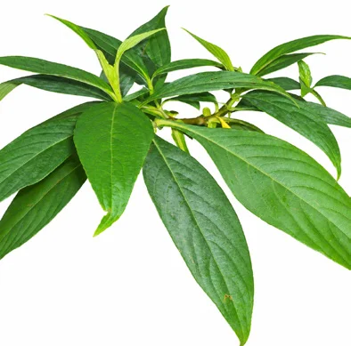 Strobilanthes integrifolia leaves