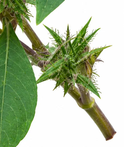 Strobilanthes ixiocephala bark