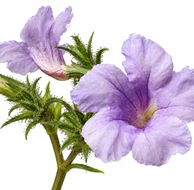Strobilanthes ixiocephala flower