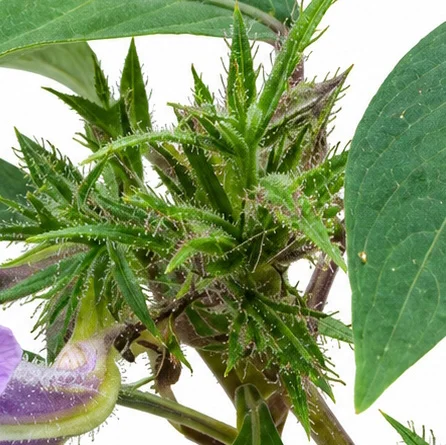 Strobilanthes ixiocephala fruit / seeds