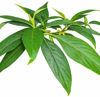 Strobilanthes ixiocephala leaves