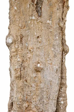 Strychnos nux-vomica bark