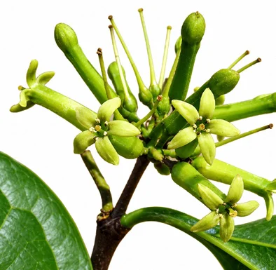 Strychnos nux-vomica flower