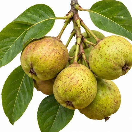 Strychnos nux-vomica fruit / seeds