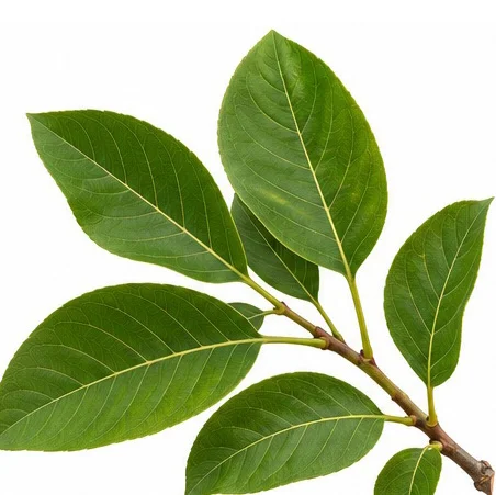 Strychnos nux-vomica leaves