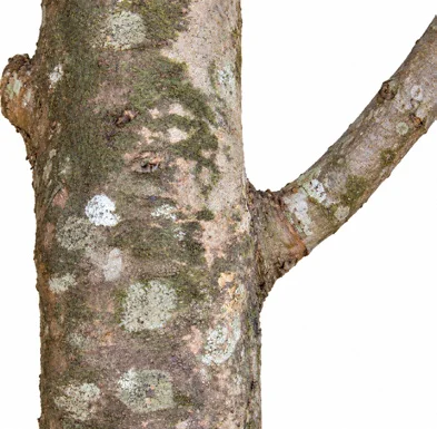 Syzygium caryophyllatum bark