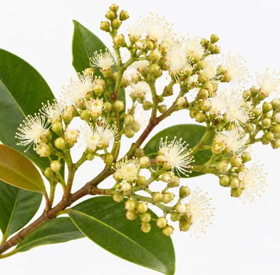 Syzygium caryophyllatum flower