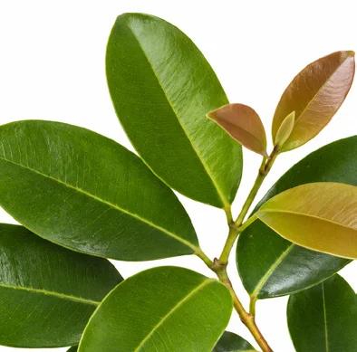 Syzygium caryophyllatum leaves