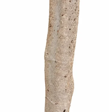 Syzygium cumini bark