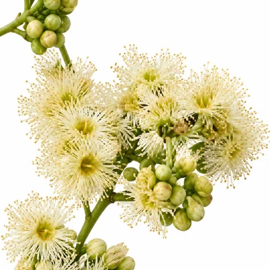 Syzygium cumini flower