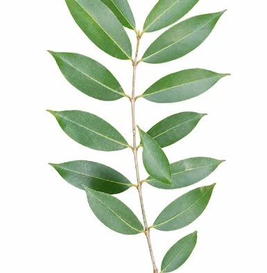 Syzygium cumini leaves