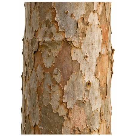 Syzygium jambos bark