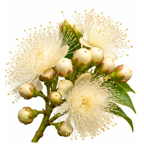 Syzygium jambos flower