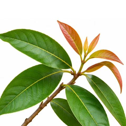 Syzygium jambos leaves