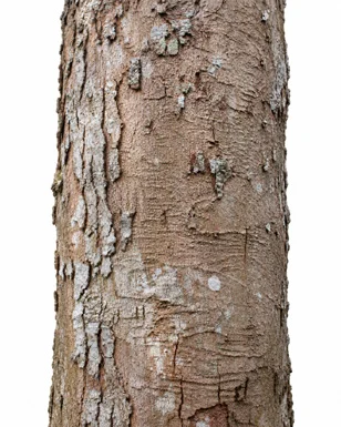 Syzygium nervosum bark